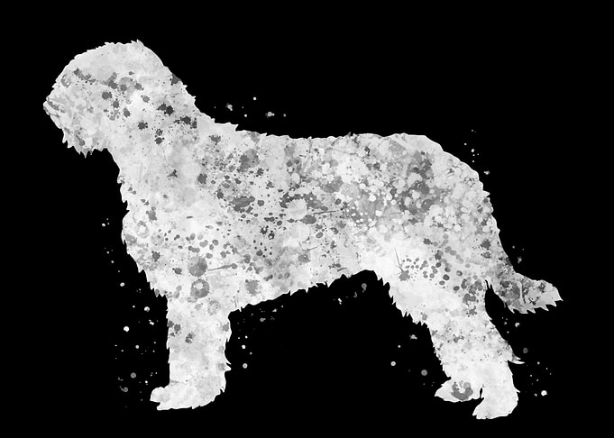Otterhound dog