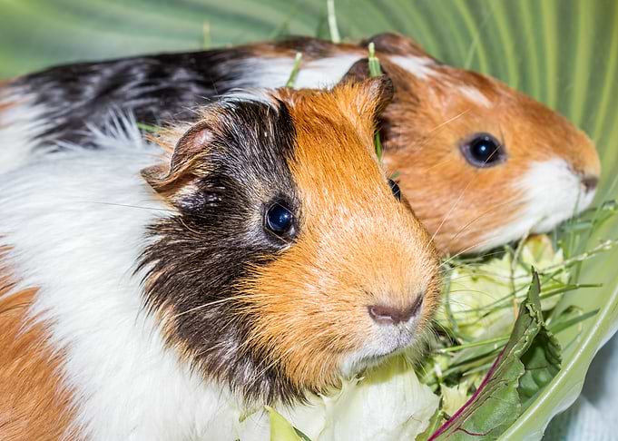 Guinea pigs eating