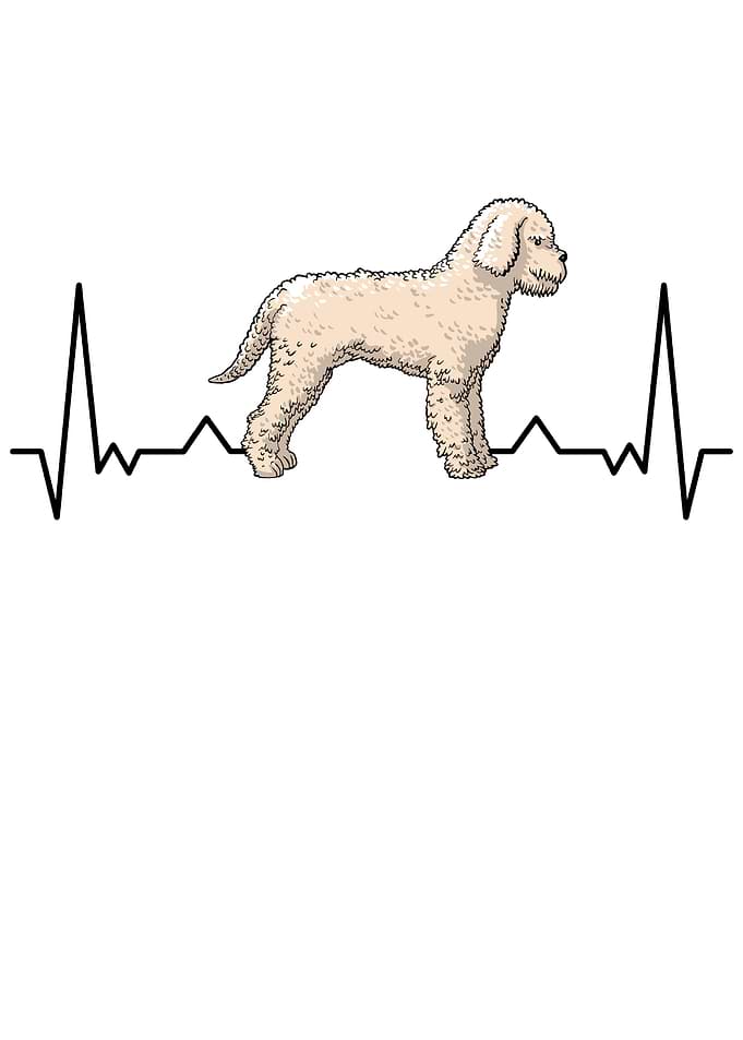 Lagotto Romagnolo