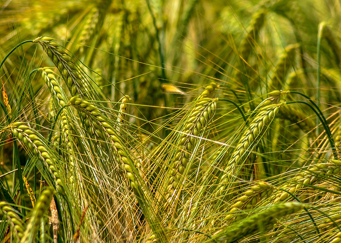 Wheat