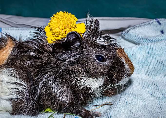Guinea pigs eating