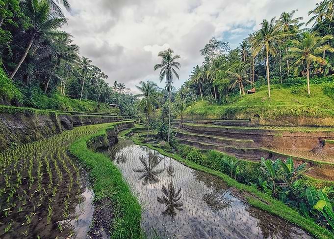 Tegallalang