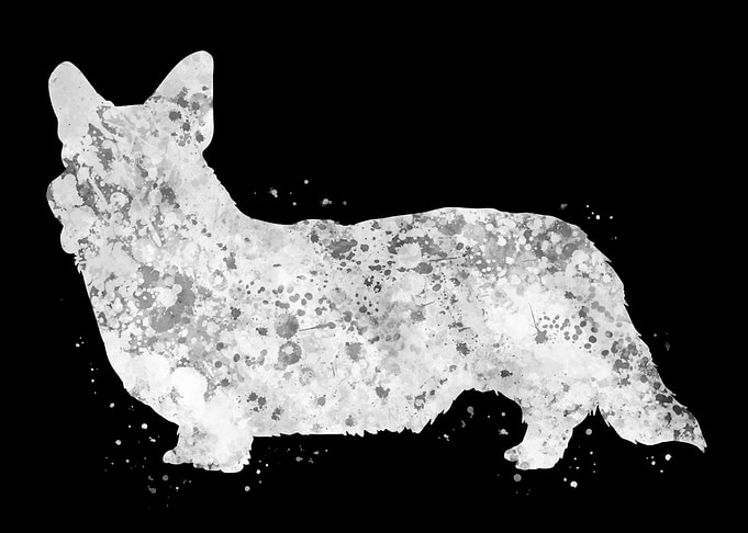 Cardigan Welsh Corgi