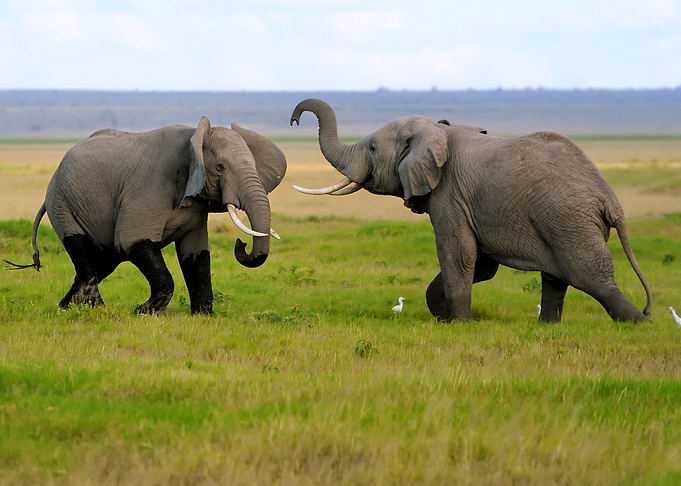 Elephant