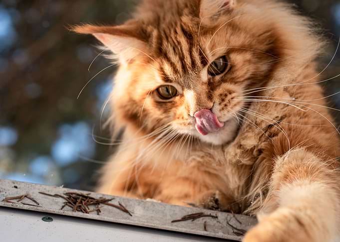 Hungry Ginger
