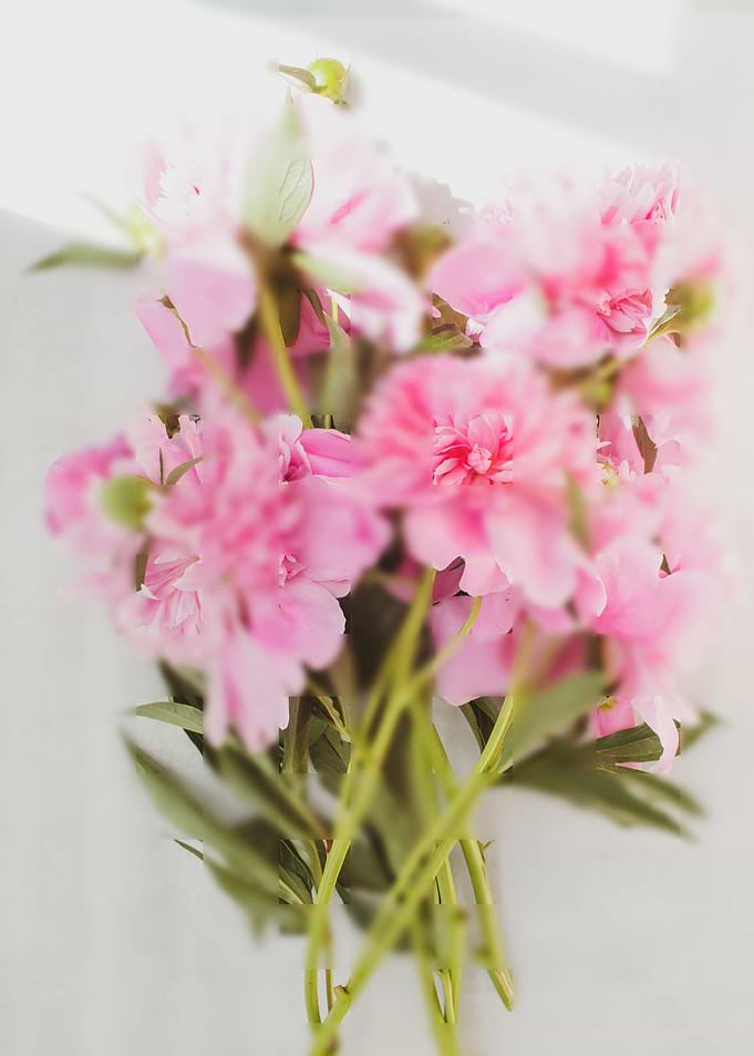 Pink peonies 3