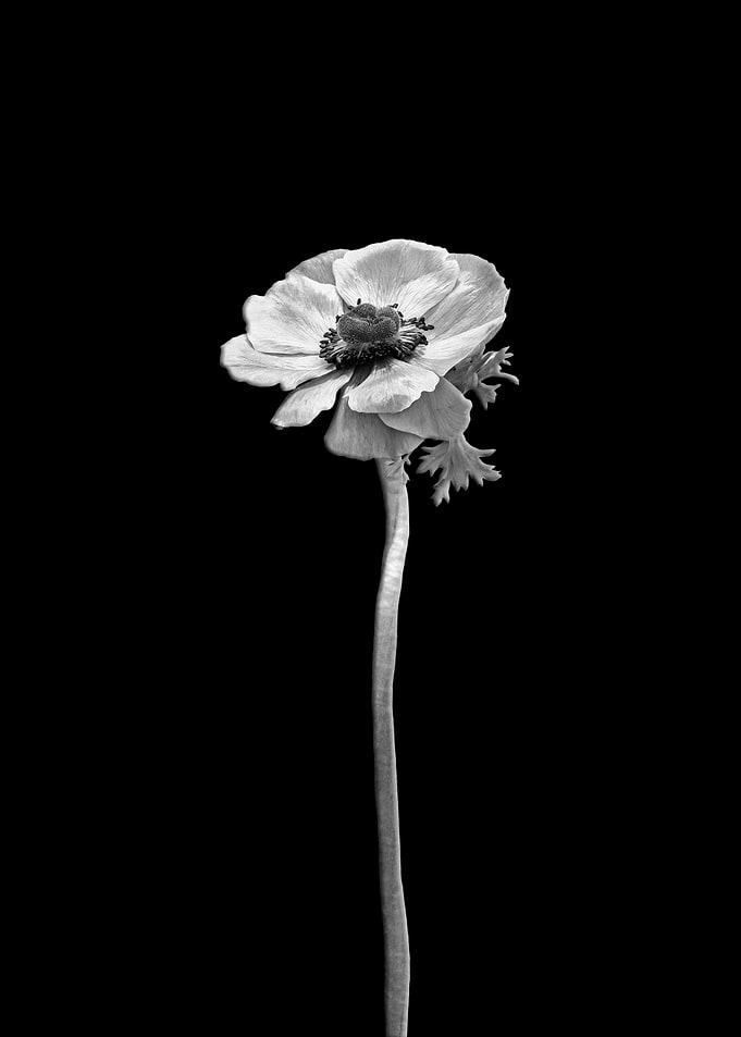 Anemone coronaria dark