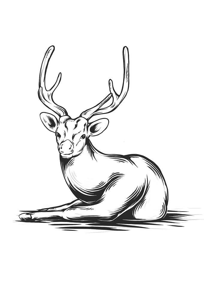 deer 2