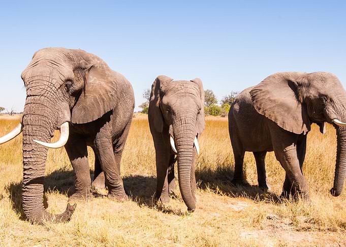 Elephant