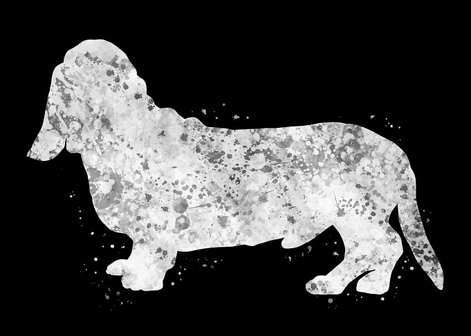 Basset Hound dog