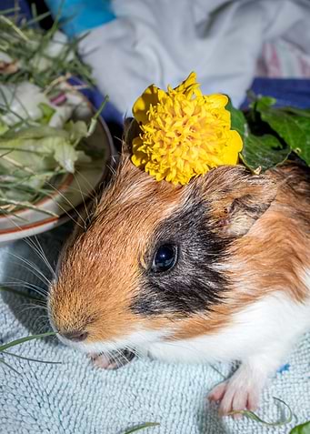 Guinea pigs eating