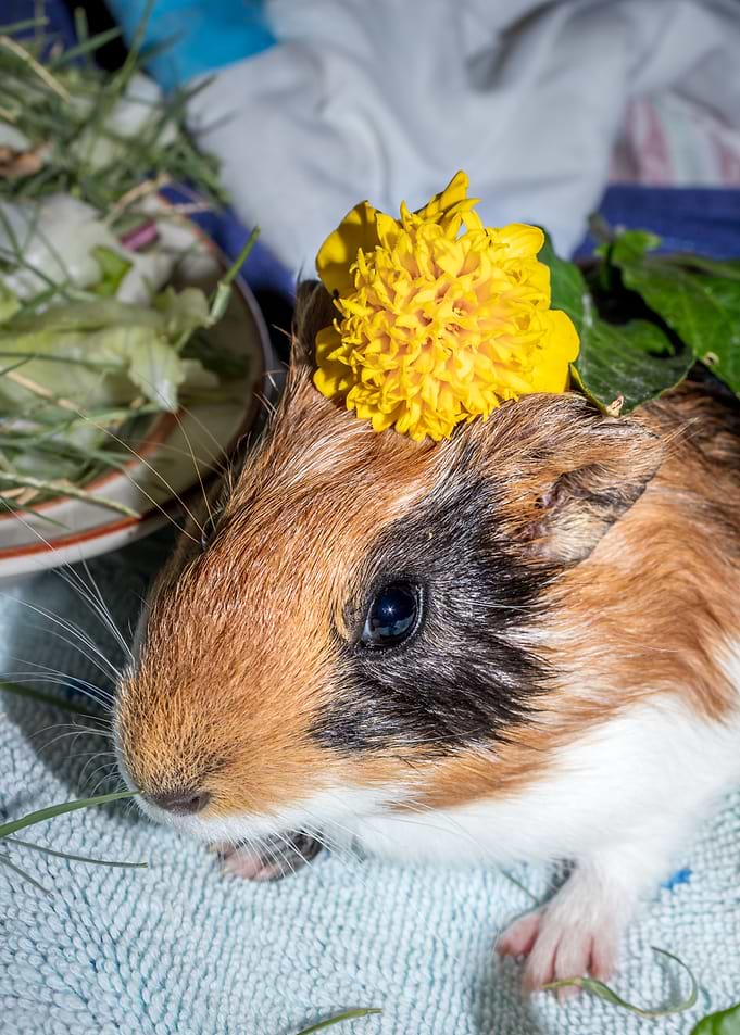 Guinea pigs eating