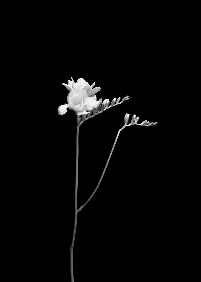 Freesia dark design