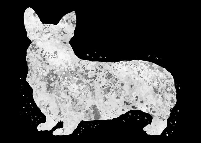 Pembroke Welsh Corgi dog