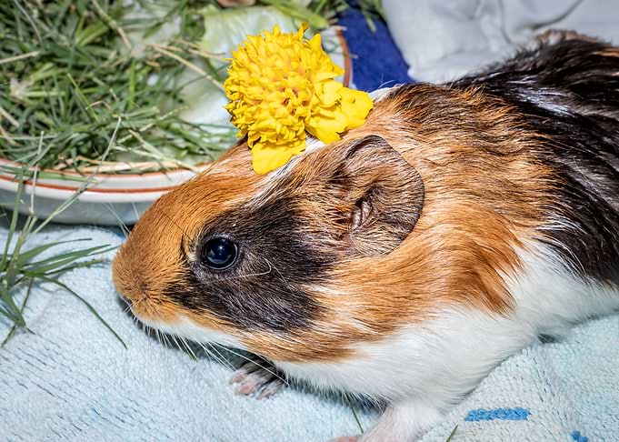 Guinea pigs eating