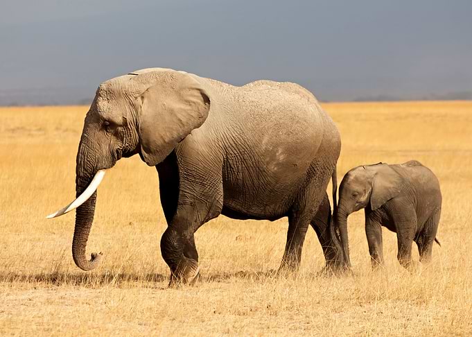 Elephant