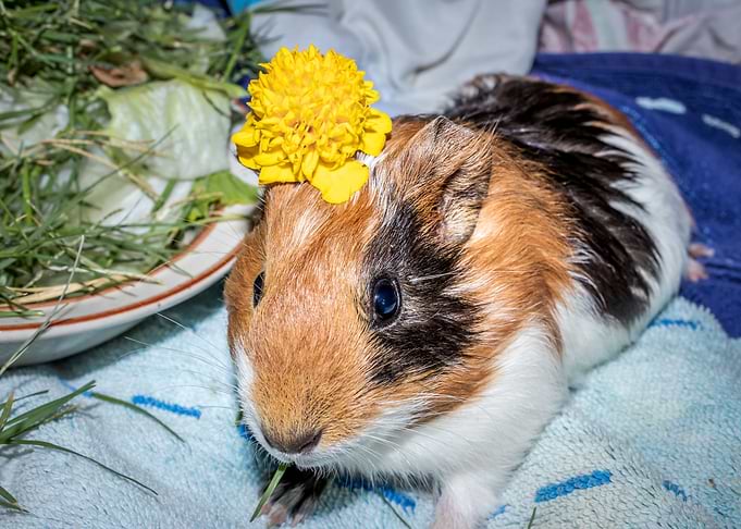 Guinea pigs eating