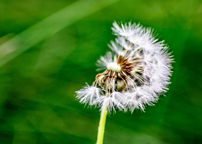 The Dandelion