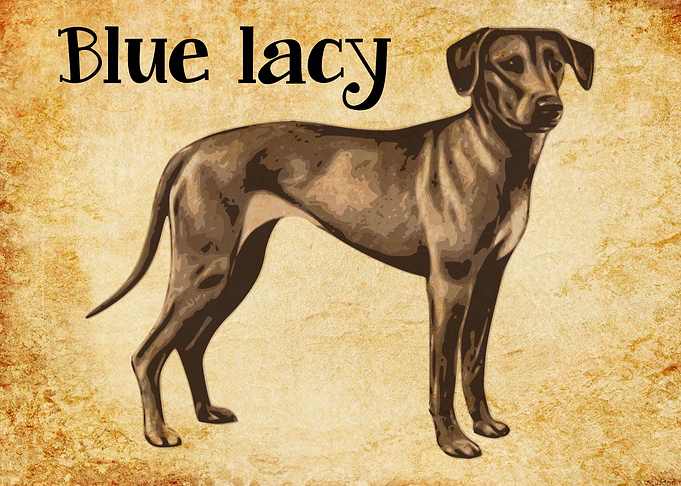 Blue lacy