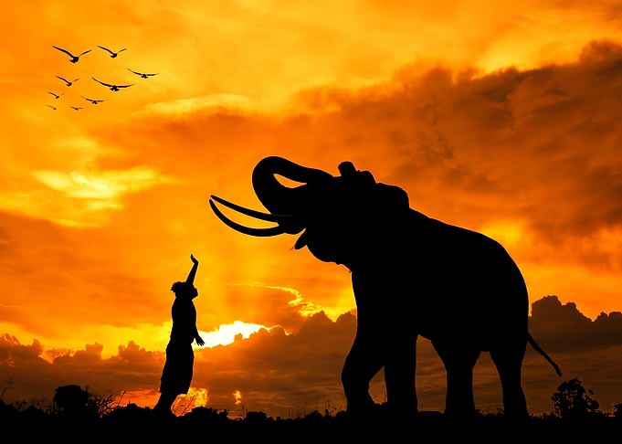 Elephant