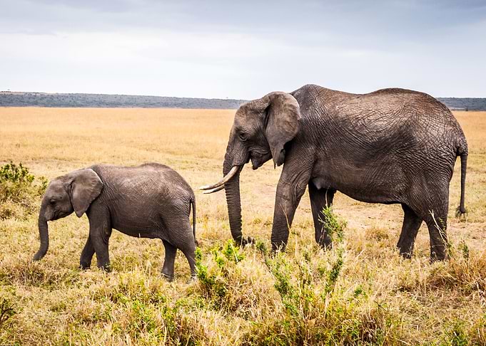 Elephant