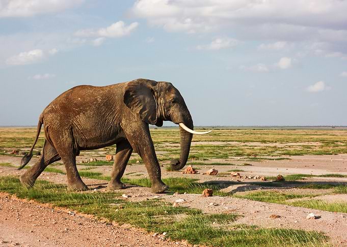 Elephant