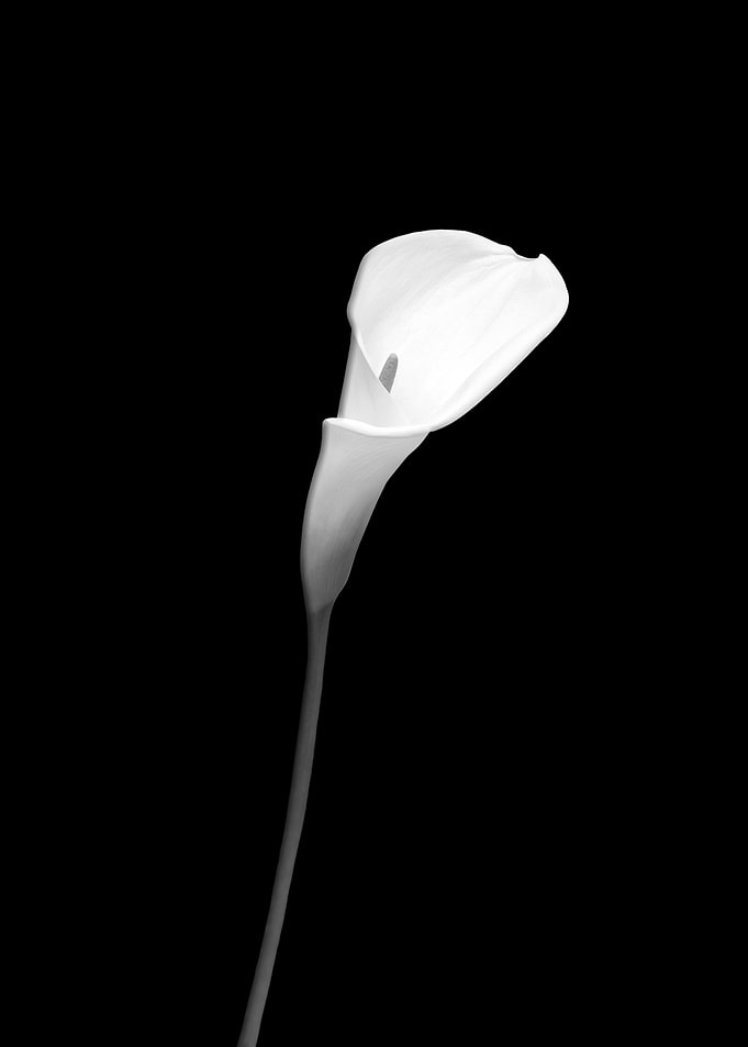 Calla dark design