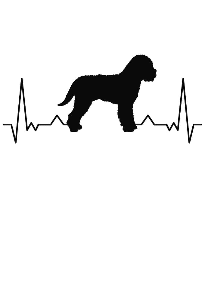 Lagotto Romagnolo