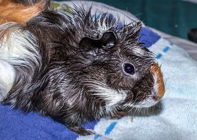 Guinea pigs eating