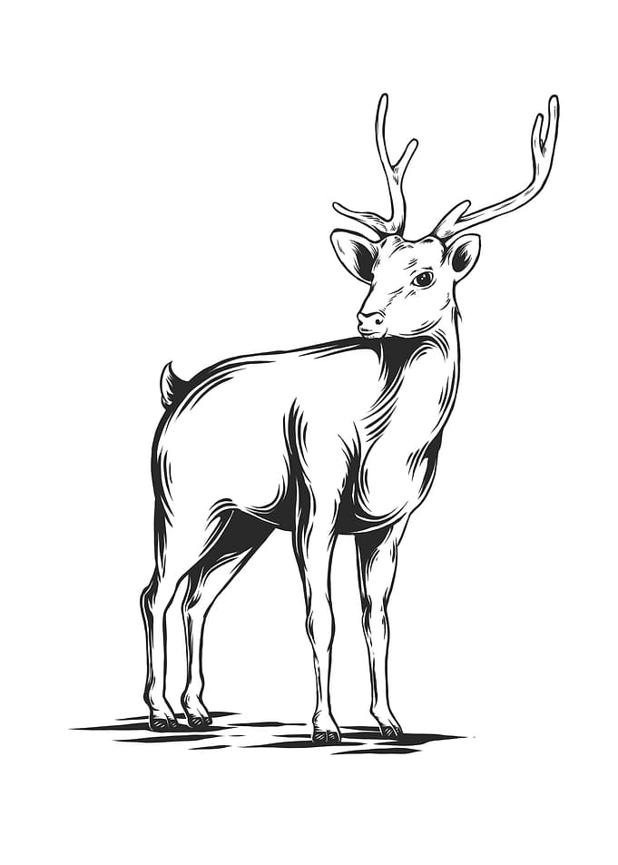 deer 1
