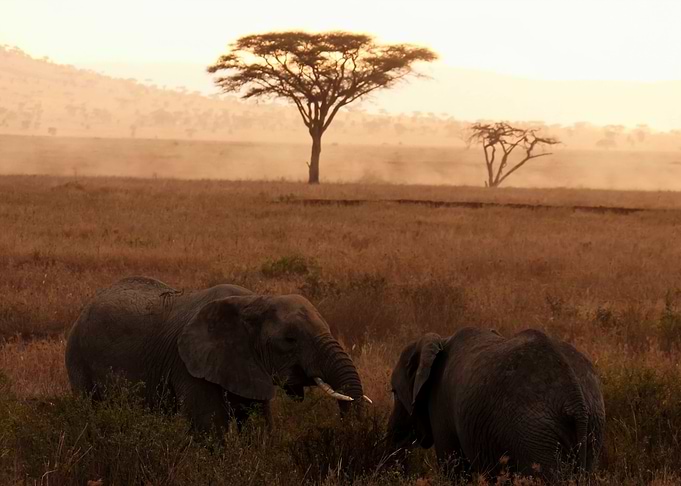 Elephant