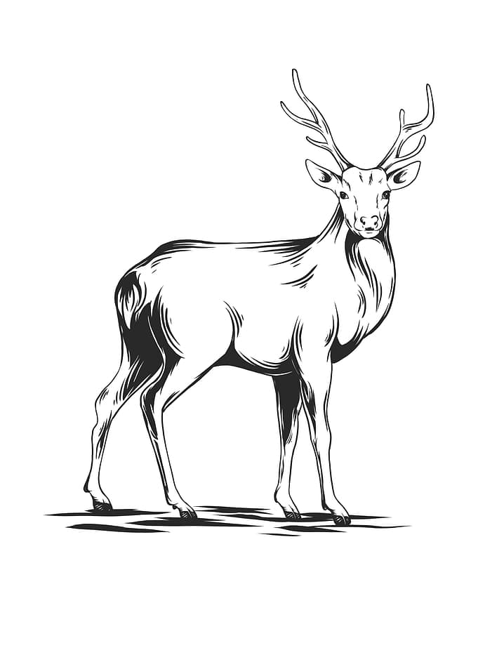 deer 4
