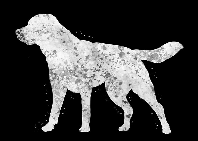 Labrador dog