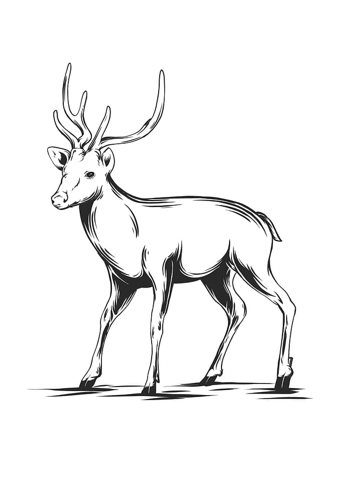 deer 3