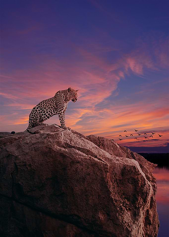 Cheetah