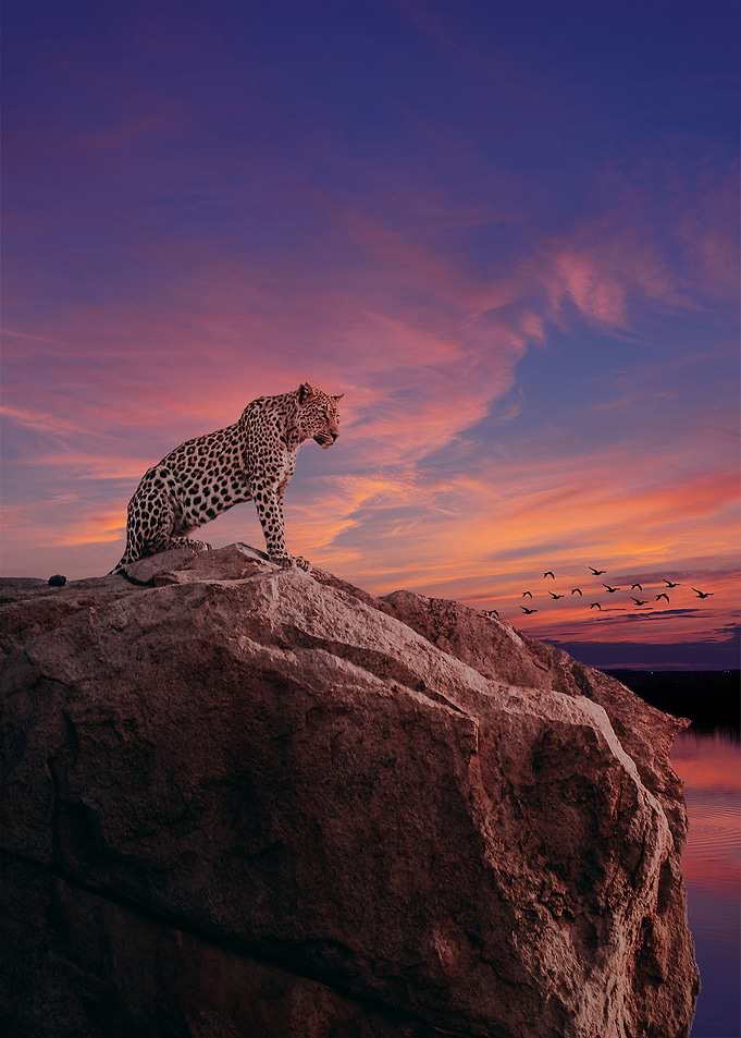 Cheetah