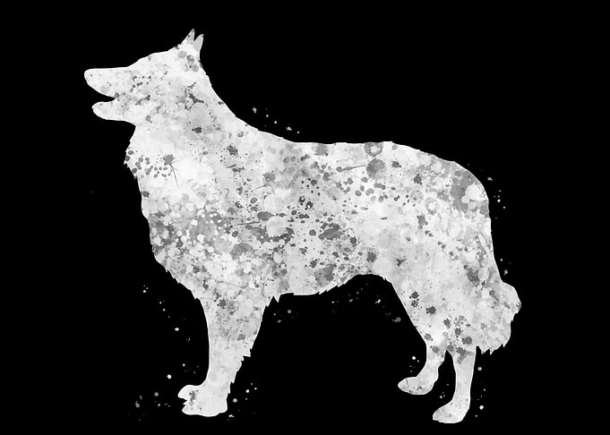 Schipperke dog