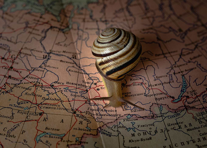 Snail