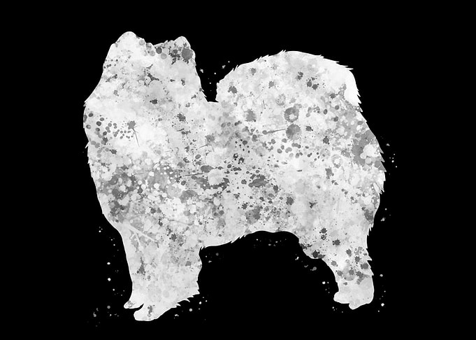 Samoyed dog