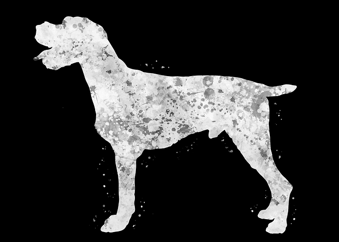 German Wirehaired Pointer