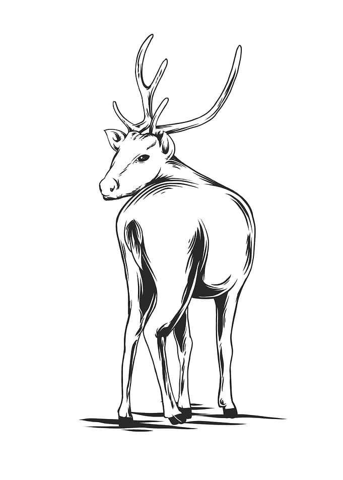 deer 5