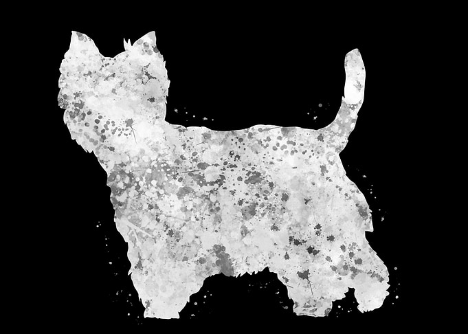 Westie dog