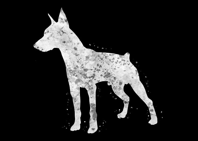 Doberman dog