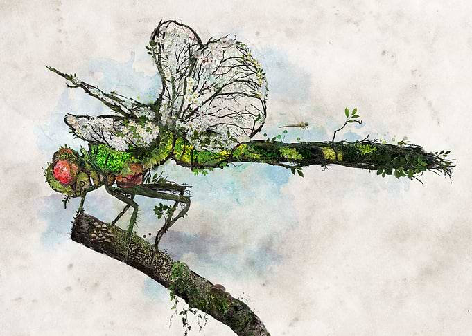 Dragonfly