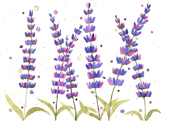 Lavender flowers