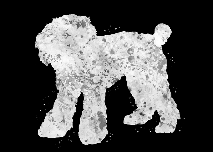 Toy Poodle dog