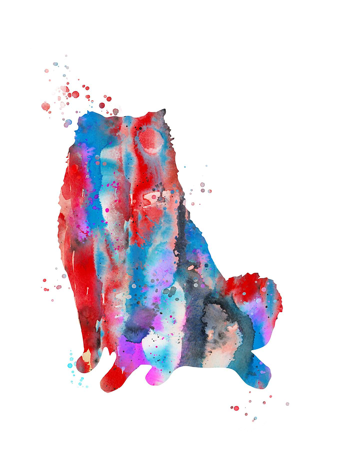 Pomeranian