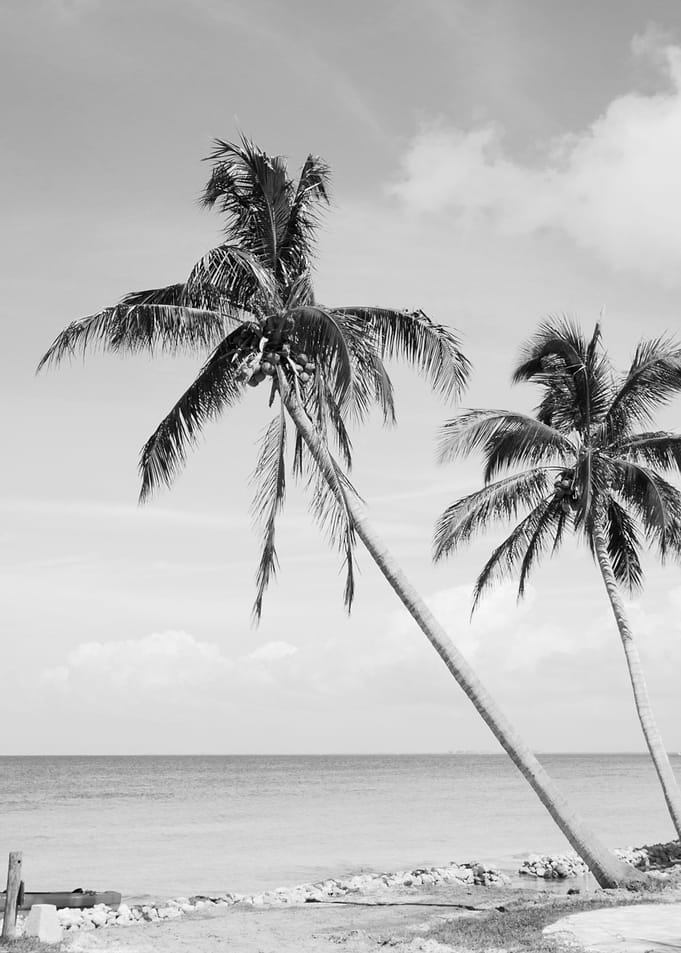 Palm Tree Beach Oasis 2