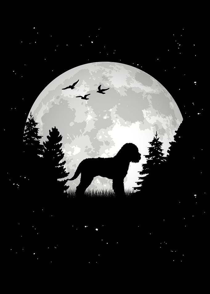 Lagotto Romagnolo Mond