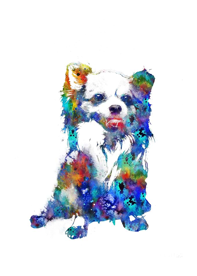 Pomeranian